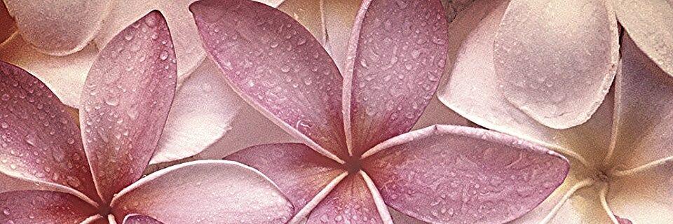 peejmala's profile banner image