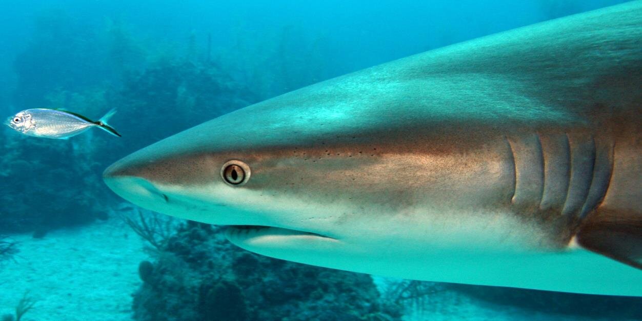 SharkDivingTeam's profile banner image