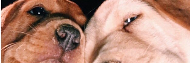 laurfullerton's profile banner image
