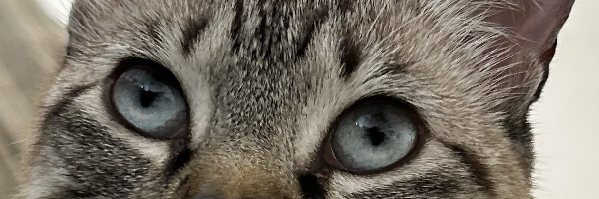 BiancaSantoves's profile banner image