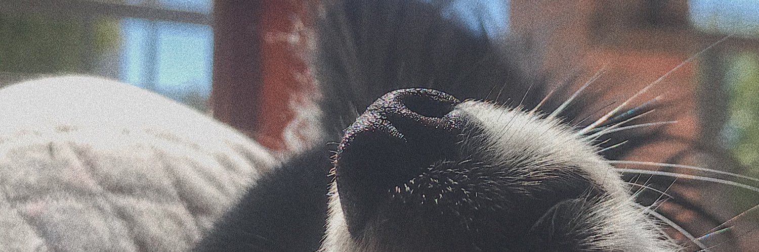 RoTesera's profile banner image
