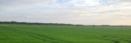 daniel banner