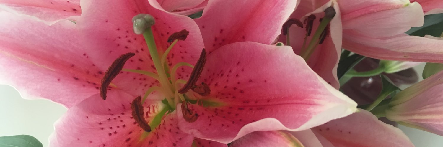 bonsaihewes's profile banner image
