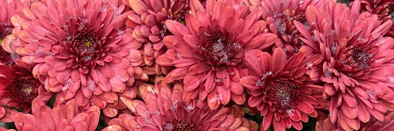 LexiHuthh's profile banner image