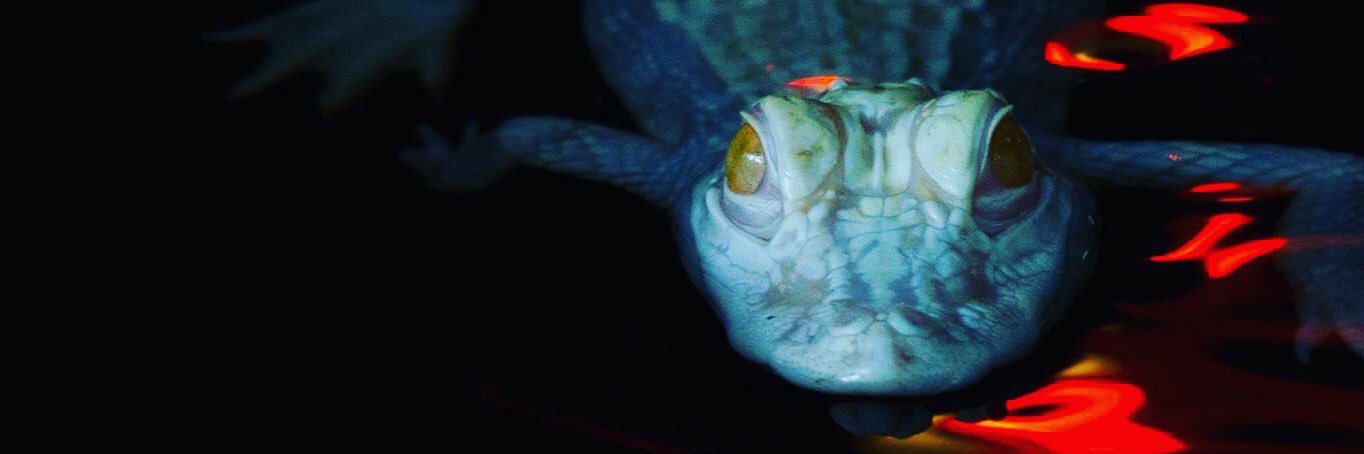 StAugAlligatorFarm banner