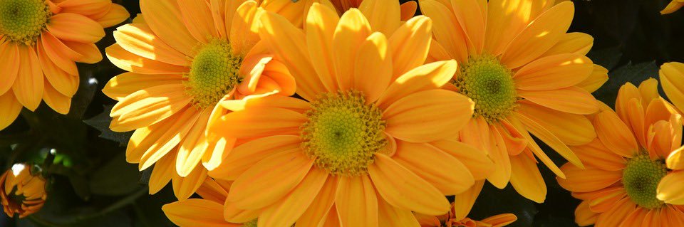 Lisa John🌼🍃's banner