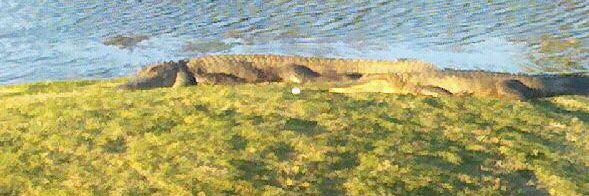 GolfGator banner