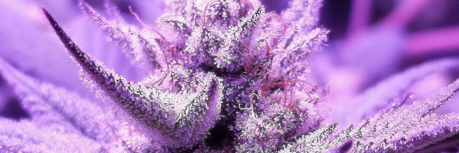 Faded Farms™ banner