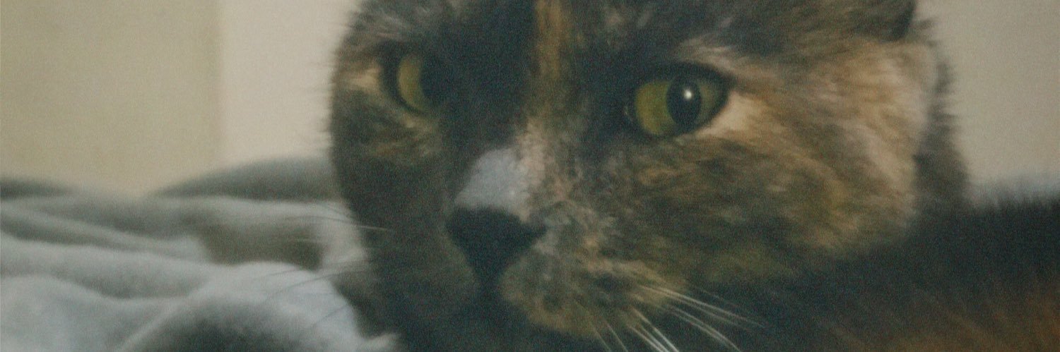 Pontoni14's profile banner image