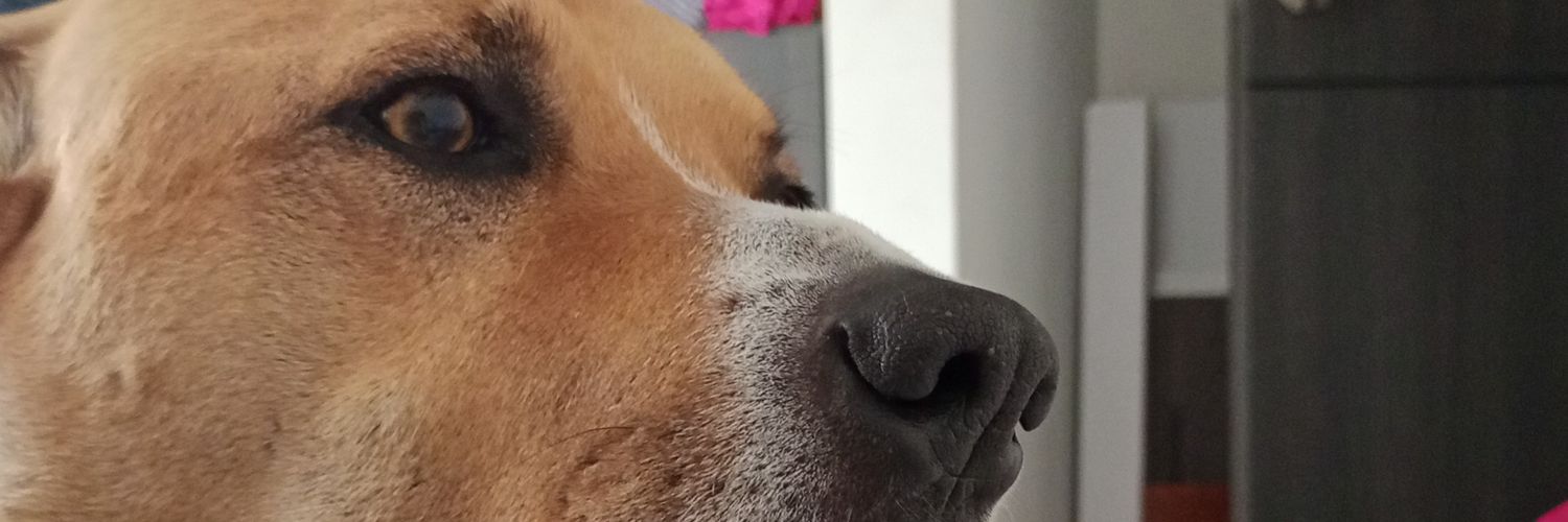 Pabita_'s profile banner image