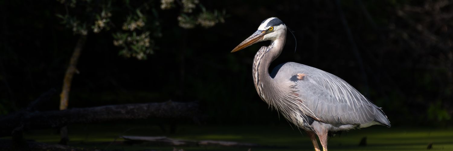 jeyschroeder's profile banner image