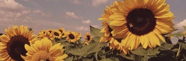 alyssaapopp's profile banner image