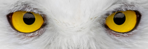 cyllylabel's profile banner image