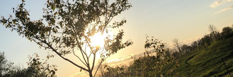 vicki_brisson's profile banner image