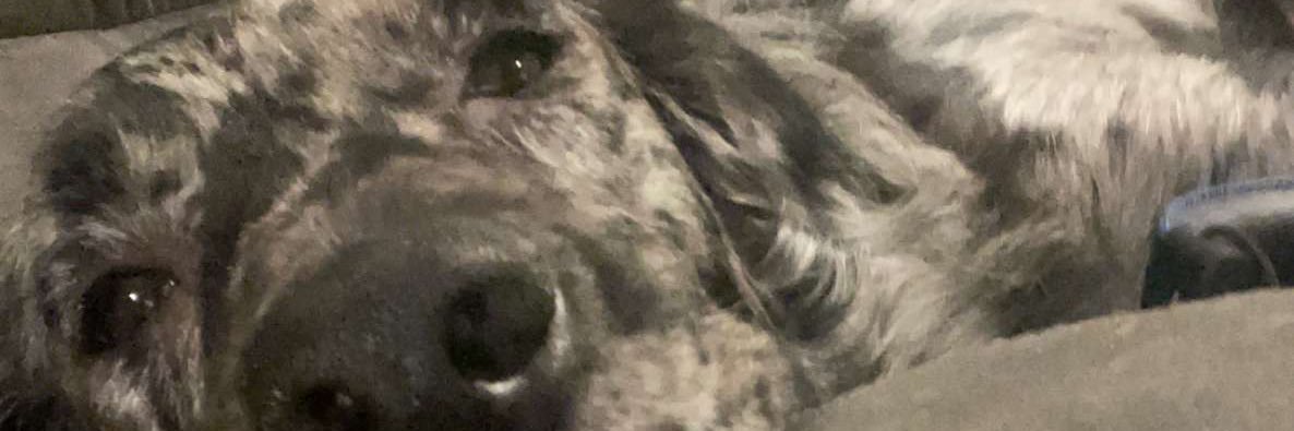 evandownes5's profile banner image