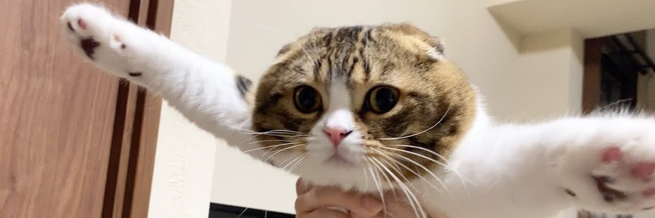 スコスコぽこ太郎ファミリー banner