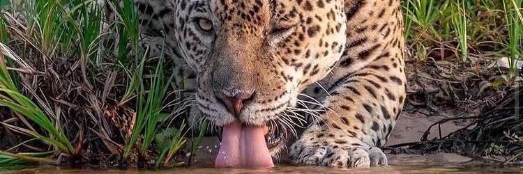 grasisd's profile banner image