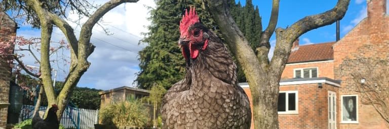 Chris Stockil banner