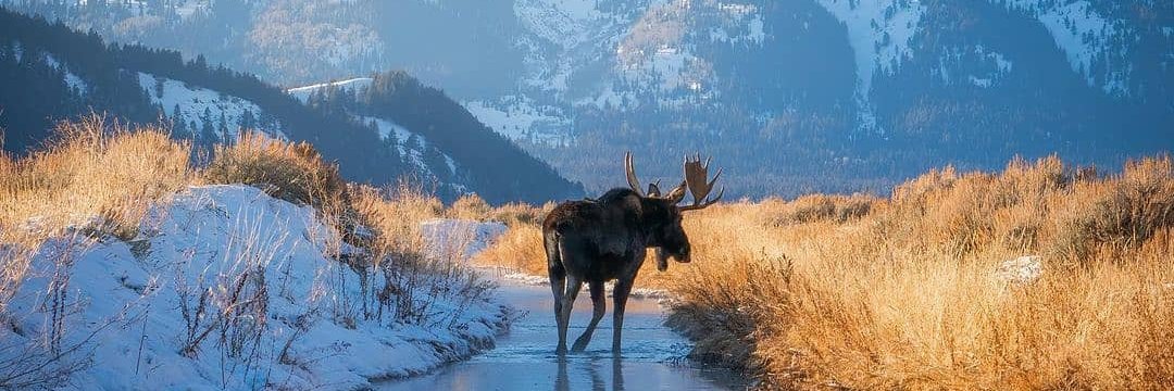 dano009 🌊🌻 🇺🇸🇺🇦☮️🇻🇦 banner