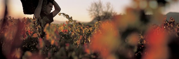 MediterraneoTT's profile banner image