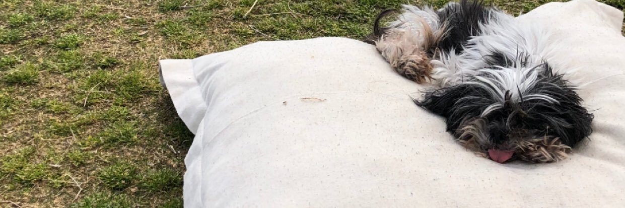 bless_the_cats's profile banner image