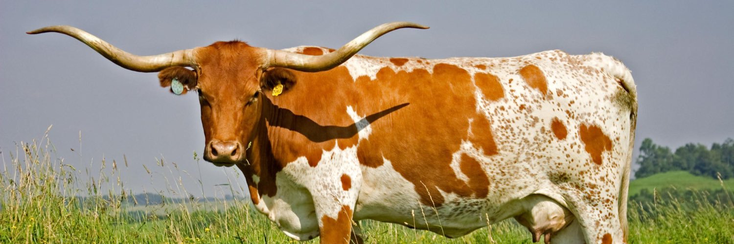 DerekWillis_ATX's profile banner image