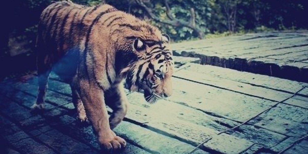_Tigra's profile banner image