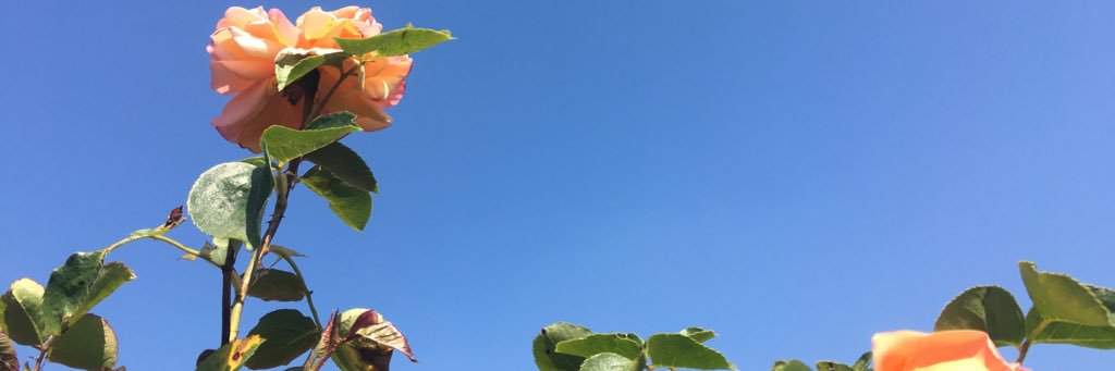 rebeccacott's profile banner image