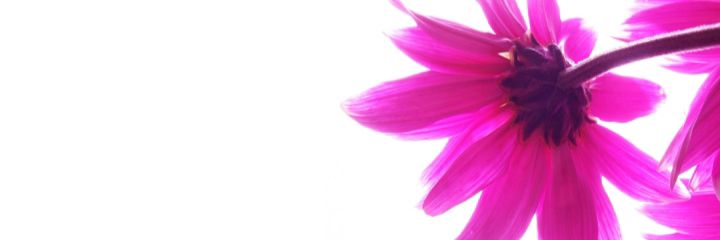 stelima__'s profile banner image