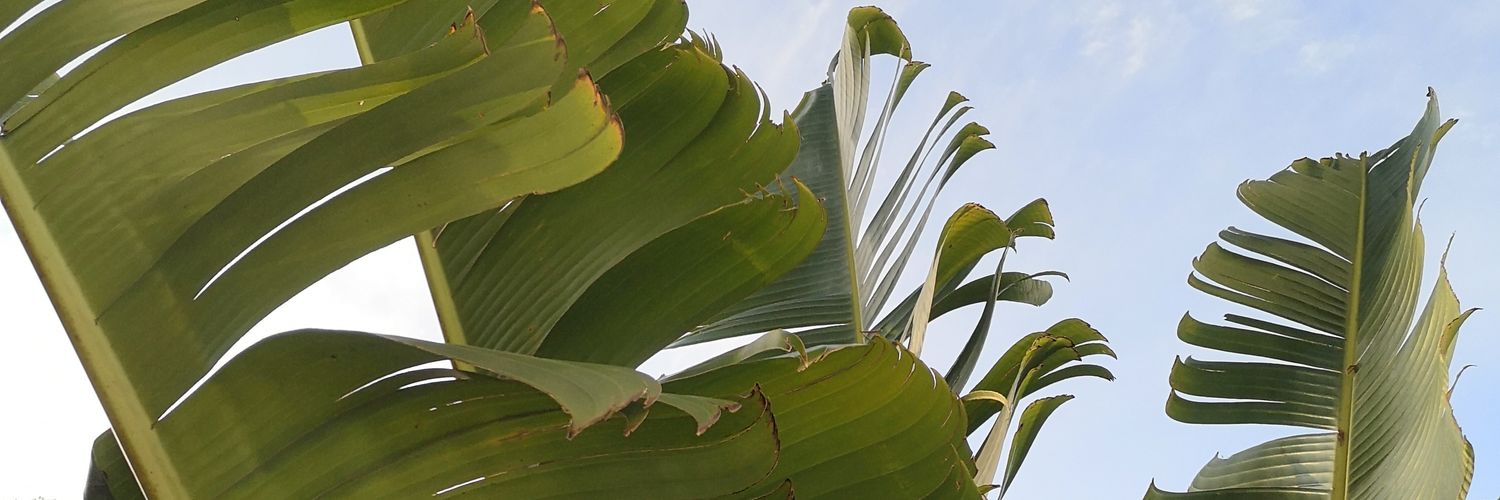 paraba25's profile banner image