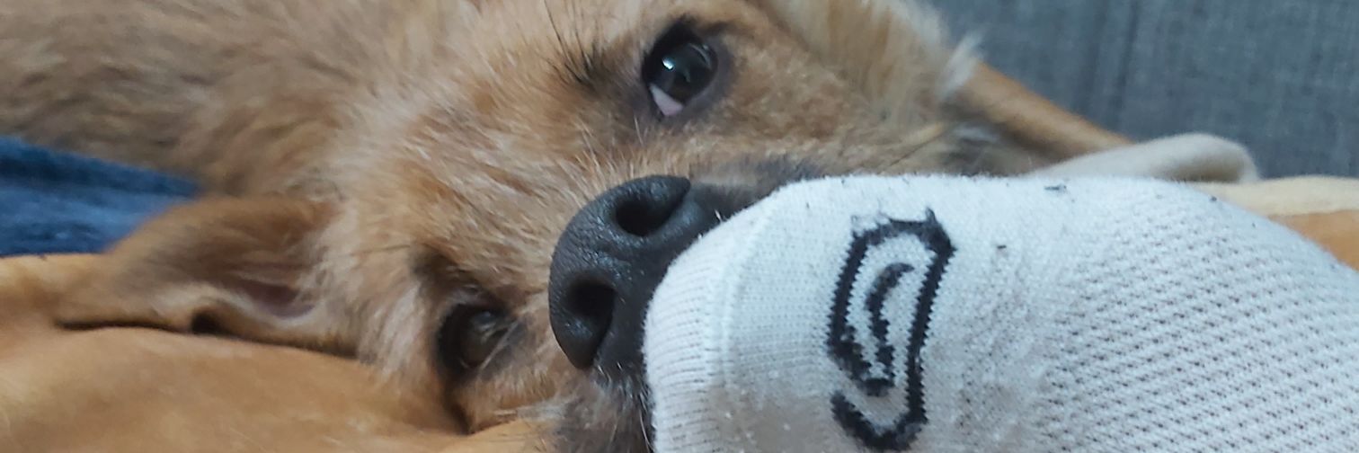 Lotirexx's profile banner image
