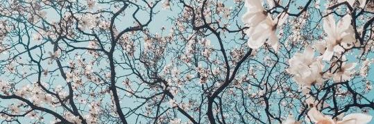 Adele_choco's profile banner image