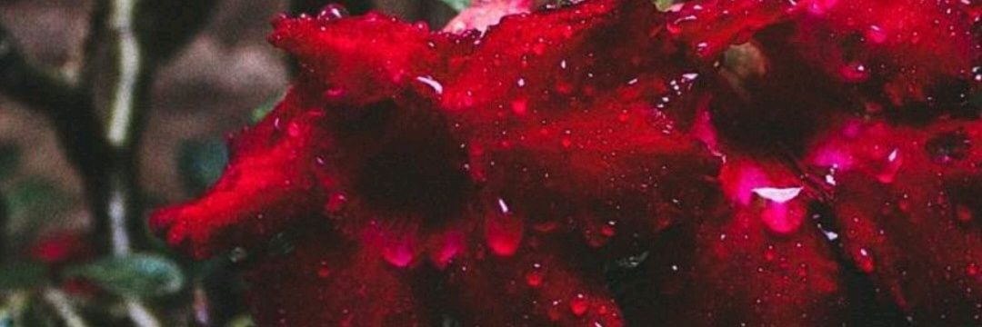 iAlejandroBaron's profile banner image