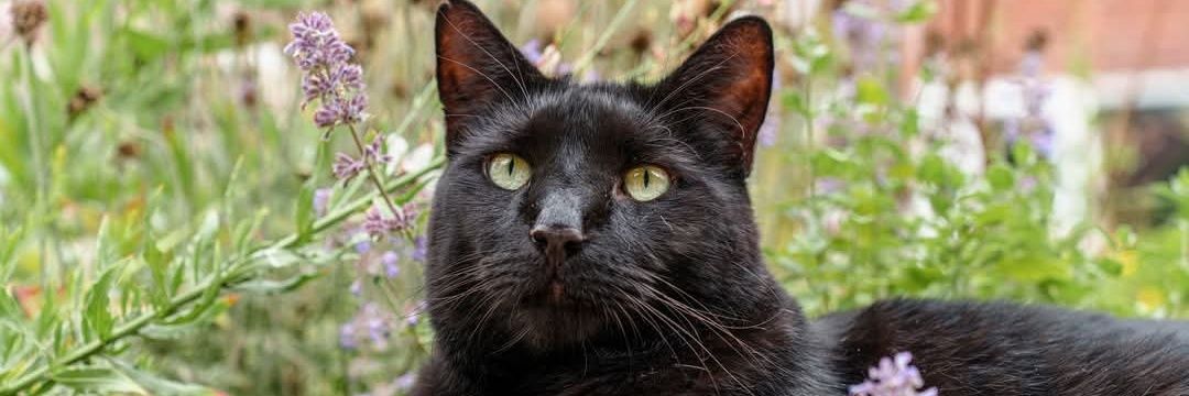 Sleaford Cats Protection banner