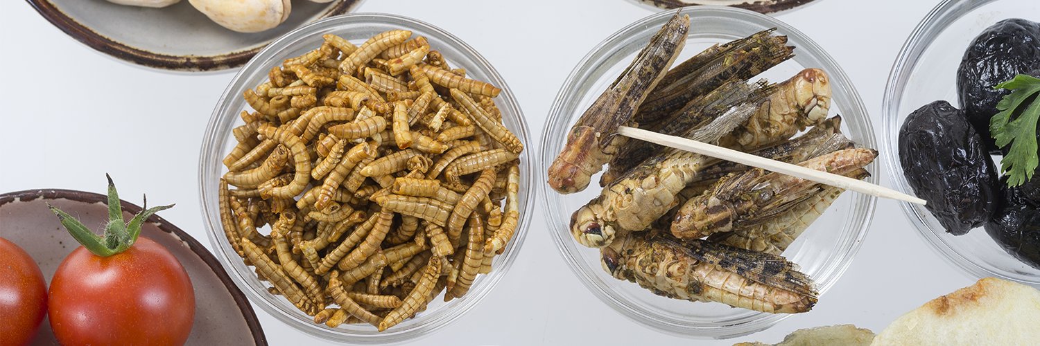 Insectes Comestibles banner
