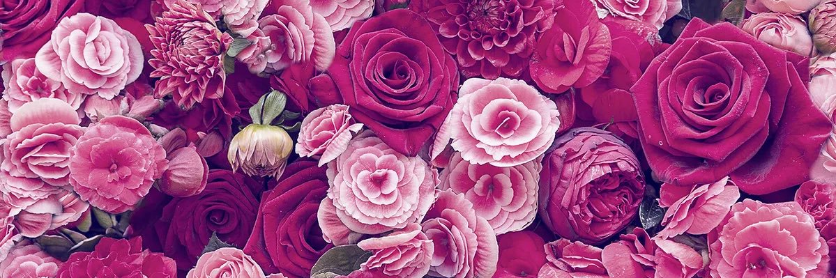 colee_wissy's profile banner image