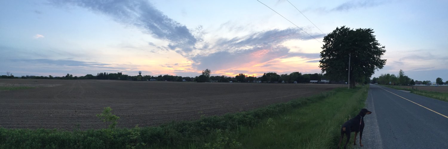 taylorwags's profile banner image