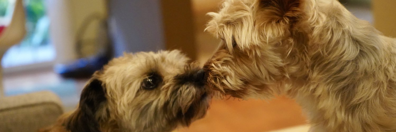 deedeemueller's profile banner image