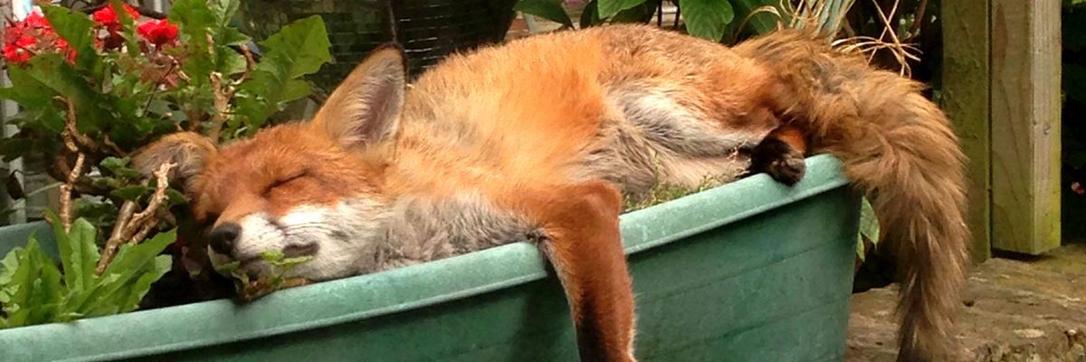 miryneko's profile banner image