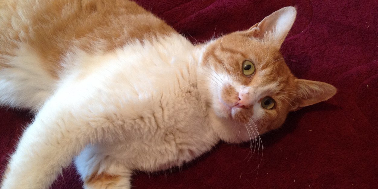 吾郎ちゃん捜索隊 banner