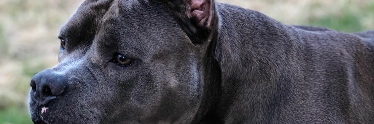 danspeile's profile banner image