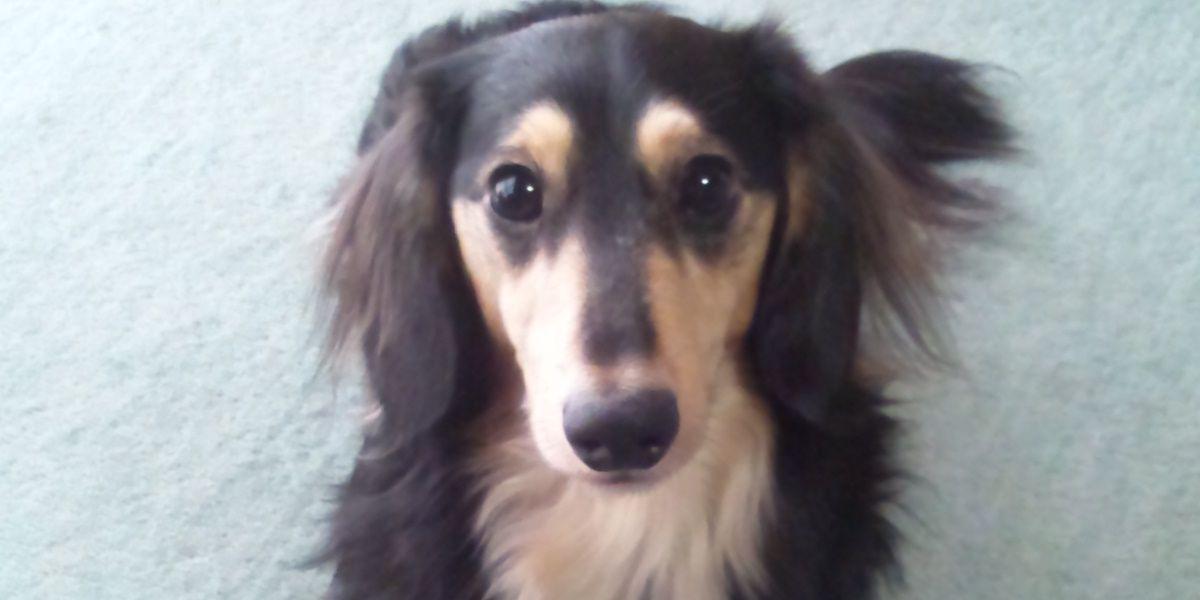 ありちゃんず banner