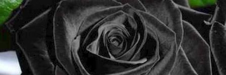 Alibabe301's profile banner image