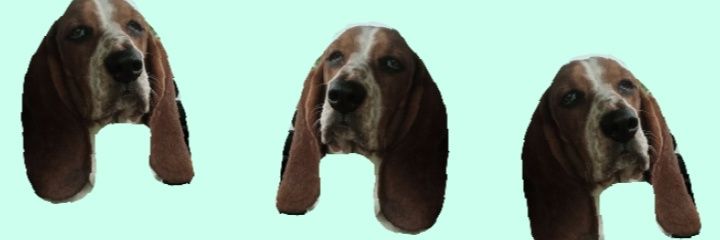 bailey_birdsong's profile banner image