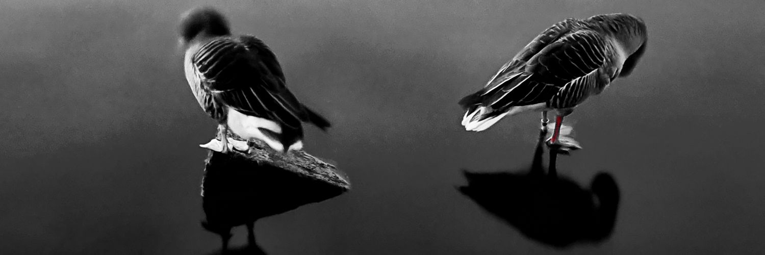 𝙰𝚕𝚒x banner