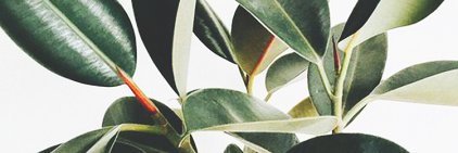 Muscle_Fanatic's profile banner image
