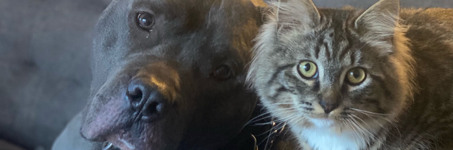 NeiaRex's profile banner image