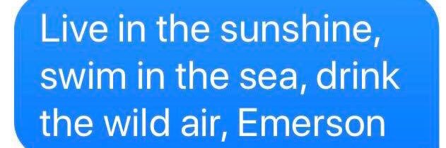 Leasa Torelli banner