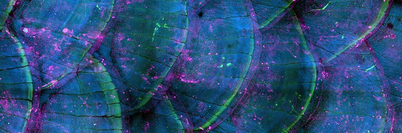 Amanda Grennell banner