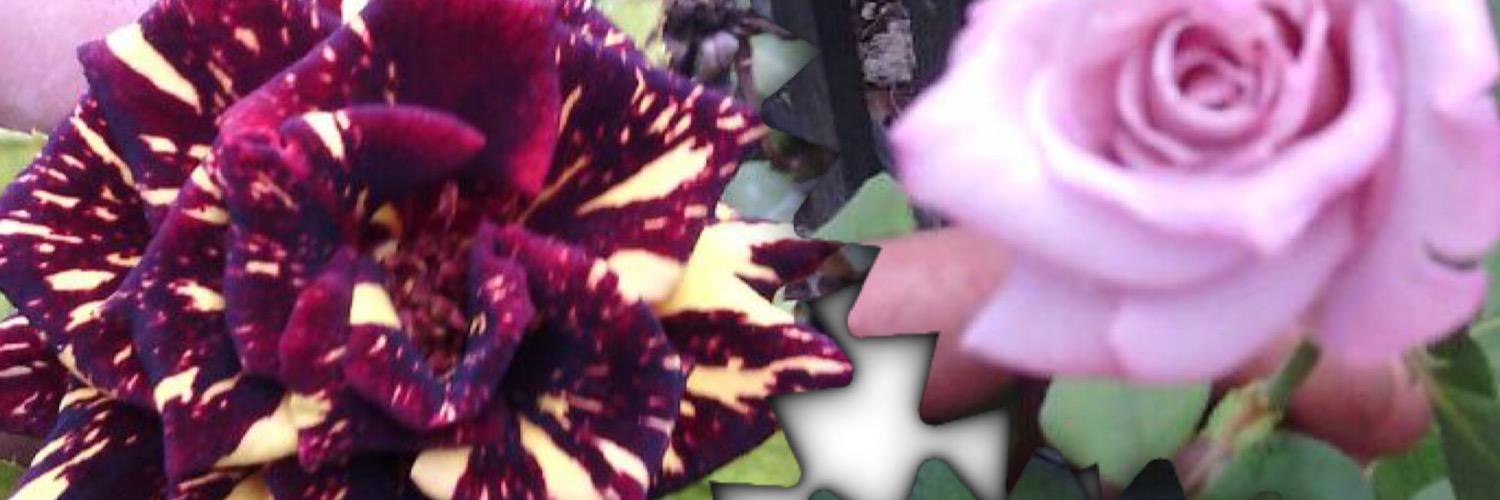 CriSs3_3's profile banner image